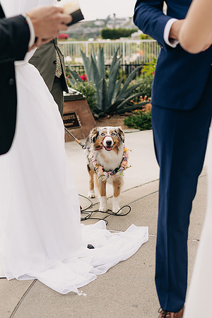 Jamie & Brennan | Dana Point, CA